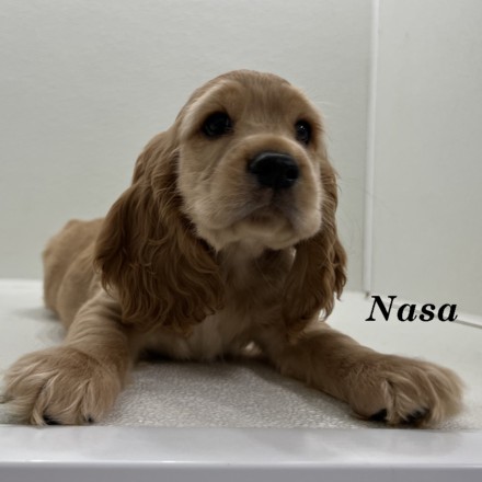 puppy, for, sale, Cocker Spaniel, Joe & Cherri  Overlease, dog, breeder, Miller, MO, dog-breeder, puppy-for-sale, forsale, nearby, find, puppyfind, locator, puppylocator, aca